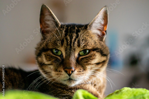 cat
