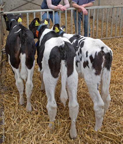 Calves at stable. Farming. Cattle breeding Netherlands