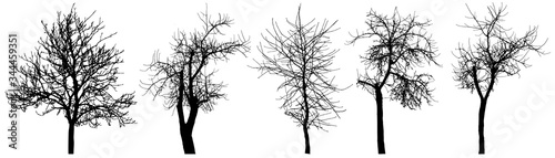 Bare trees (chestnut tree, apple tree, cherry tree), set of silhouette. Vector illustration