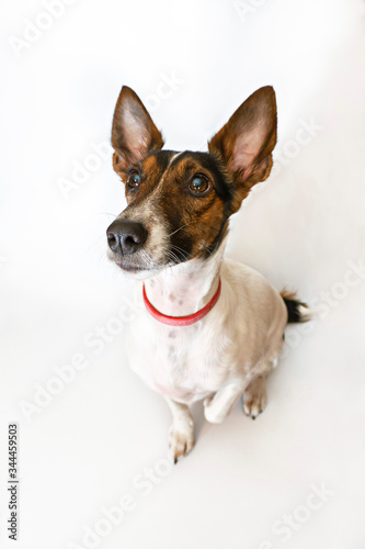 Parson russell terrier dog with erect ears. Funny face with a question. © Dezaypro gmail com
