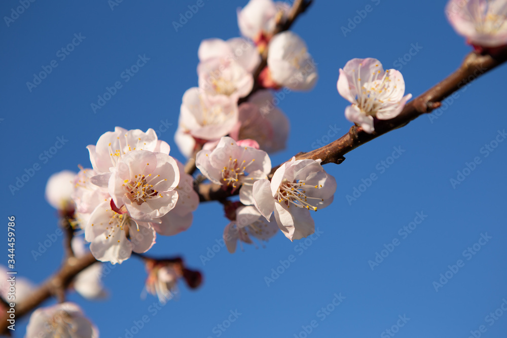 A twig with beautiful cherry blossoms lit by the sun's rays. It's a beautiful spring day and the blue sky is behind. A twig with beautiful cherry blossoms lit by the sun's rays. It's a beautiful spring day and the blue sky is behind.