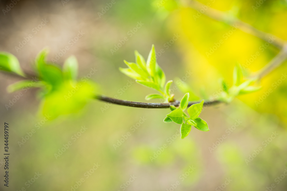 New leaves on wild apple tree in the garden. Selective focus. New leaves on wild apple tree in the garden. Selective focus.