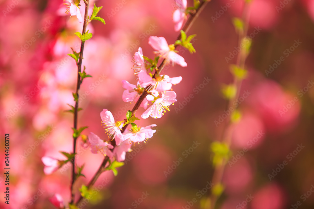 the plum trees bloom, Peach blossoms in bloom the plum trees bloom, Peach blossoms in bloom