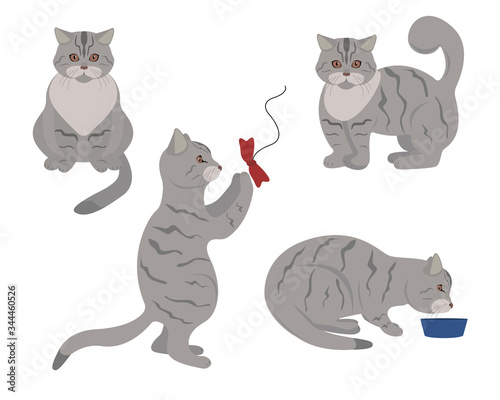 Set of cute gray tabby cats in different poses. Vector elements for design