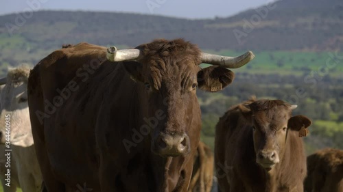 Retinta breed calves grazing in the spring of the Pedroches Valley. Limousin. Angus photo