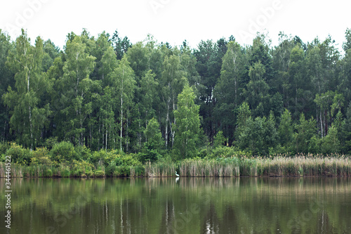 Beautiful summer landscape, lake forest