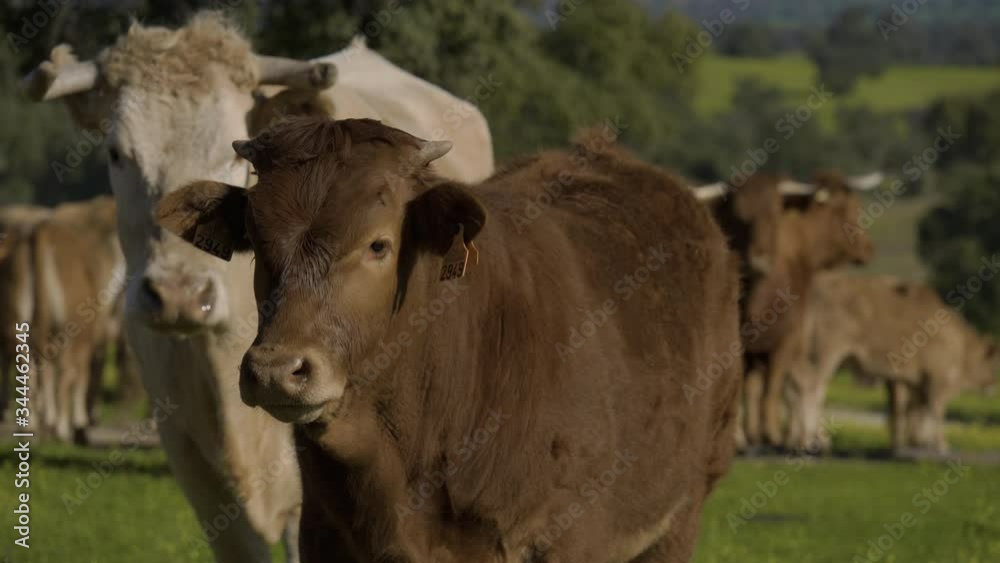Retinta breed calves grazing in the spring of the Pedroches Valley. Limousin. Angus Retinta breed calves grazing in the spring of the Pedroches Valley. Limousin. Angus
