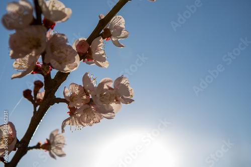 Lots of cherry blossoms on the young twig. The flowers can see the reproductive organs of the plant. It's a beautiful sunny day. photo