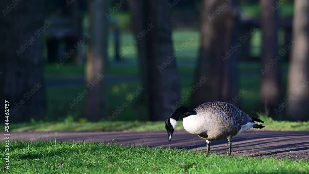 Canada goose search feed in the city park,  spring,  (branta canadensis), germany
