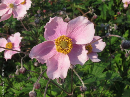 Japanese anemones in bloom in a garden