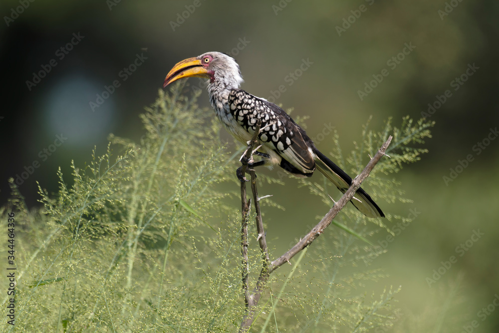 Obraz premium Calao leucomèle,.Tockus leucomelas, Southern Yellow billed Hornbill