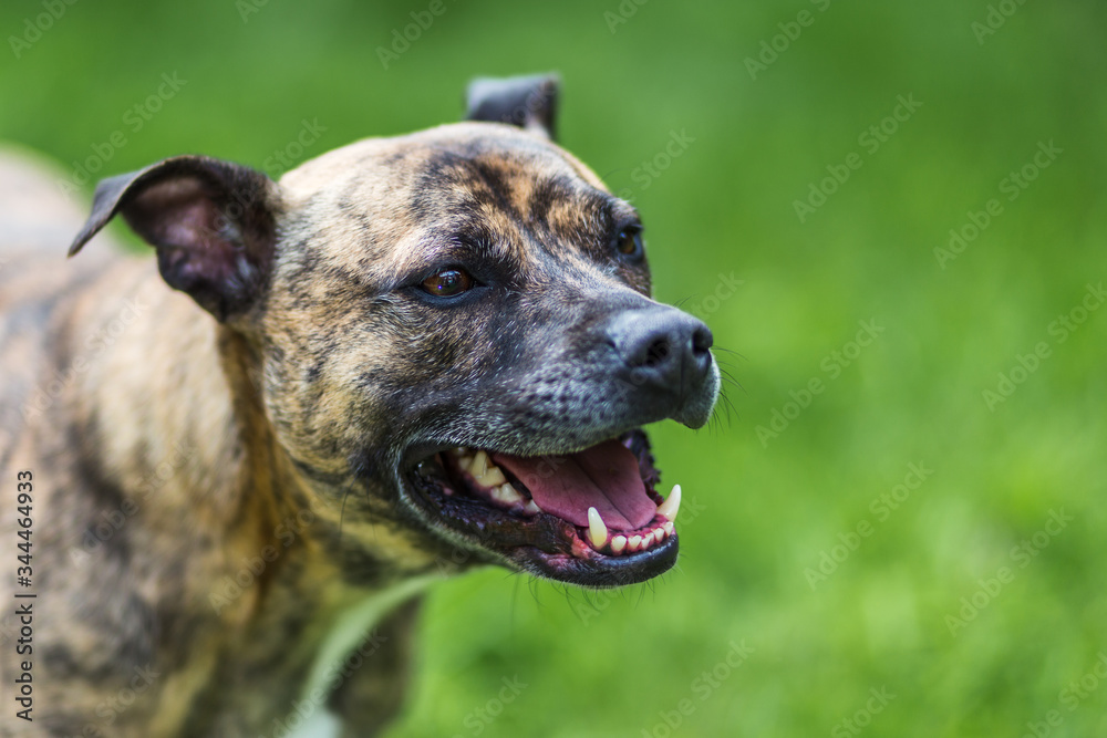 Staffy Lurcher cross panting