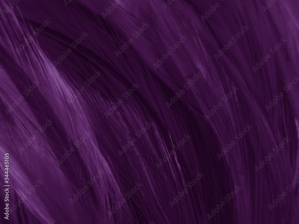 Beautiful abstract white and purple feathers on white background and soft white feather texture on white pattern and purple background, feather pink background , purple banners Beautiful abstract white and purple feathers on white background and soft white feather texture on white pattern and purple background, feather pink background , purple banners