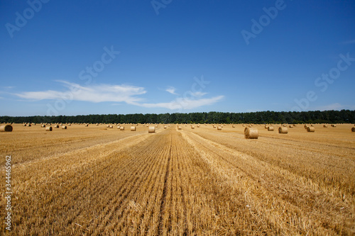 Sunny day in harvested field. Gathered bales on the field. Horizontal with clear blue sky
