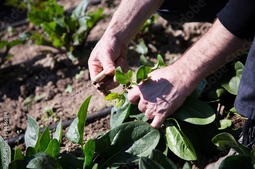 A farmer picking up spinachs from his organic garden