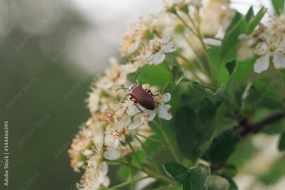 Phyllobius oblongus on a flower of a tree on a blurred background  