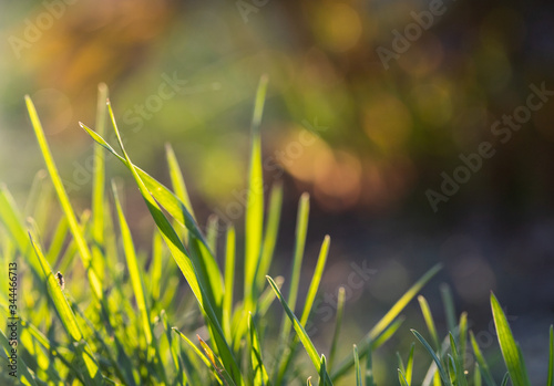 fresh green grass in spring and bokeh background