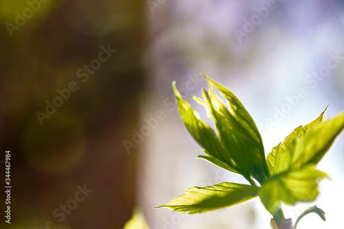 poplar buds bloomed macro soft focus close up