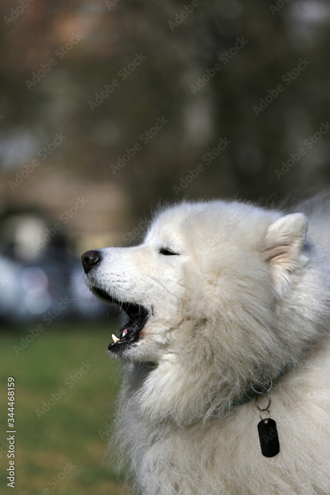 Beautiful white Samoyed Dog Outdoor Portrait