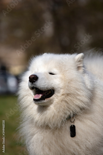 Beautiful white Samoyed Dog Outdoor Portrait