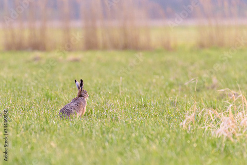 A european hare (Lepus europaeus) sitting upright in a field © Catstyecam