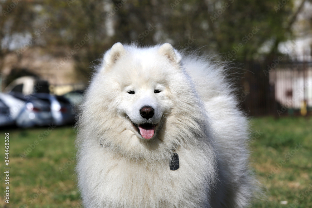Beautiful white Samoyed Dog Outdoor Portrait