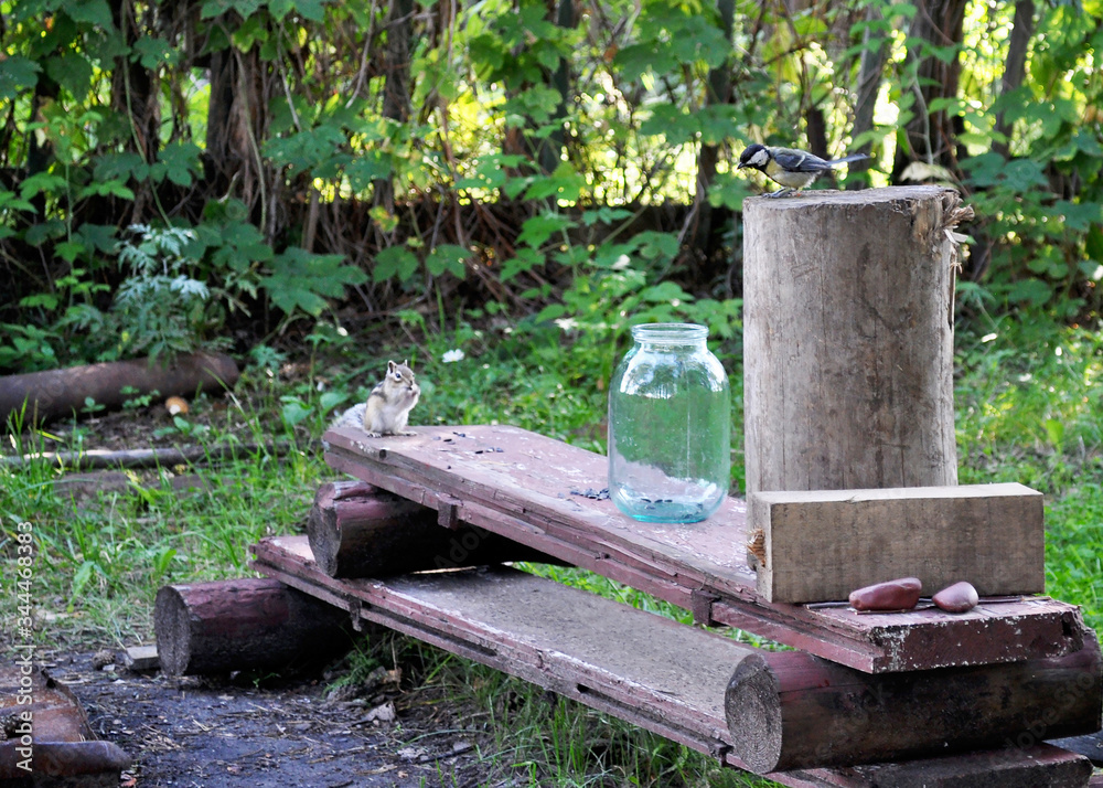 Chipmunk and tit arrived on a visit to a summer house in the forest to eat sunflower seeds
