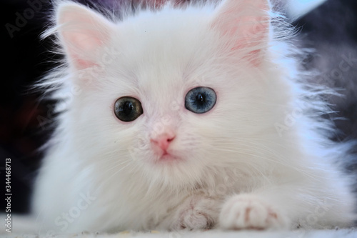 kitten with heterochromia close-up low light color