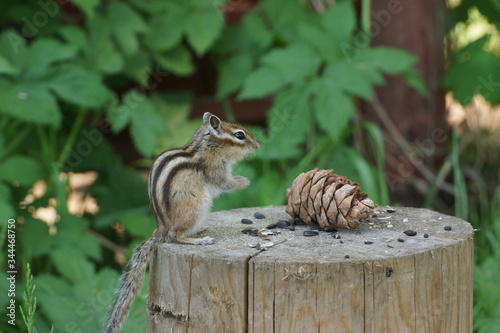 Chipmunk on a stump in the forest at the cottage © 46boris48