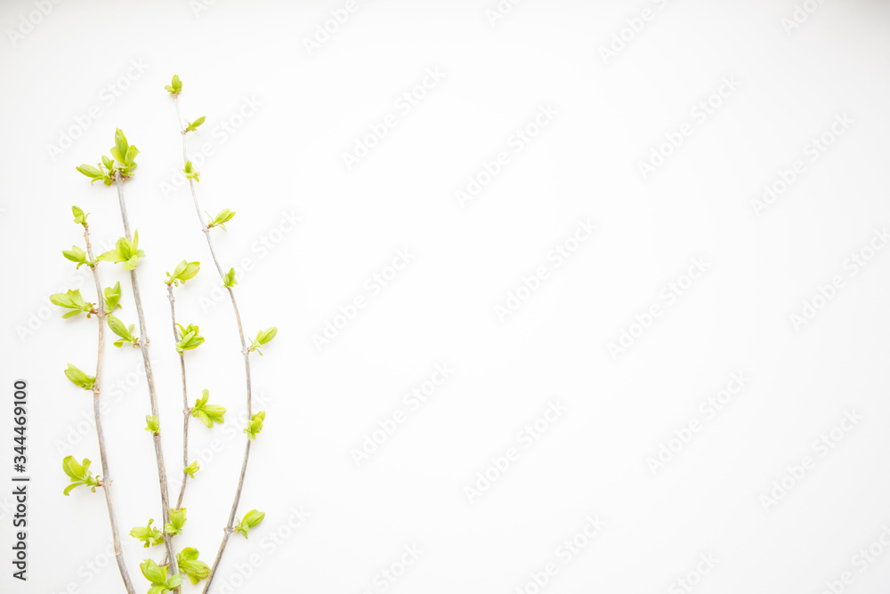 Green spring branches isolated on a white background. Top view. Copy space. Flat lay. Green spring branches isolated on a white background. Top view. Copy space. Flat lay.