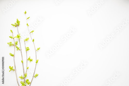 Green spring branches isolated on a white background. Top view. Copy space. Flat lay.