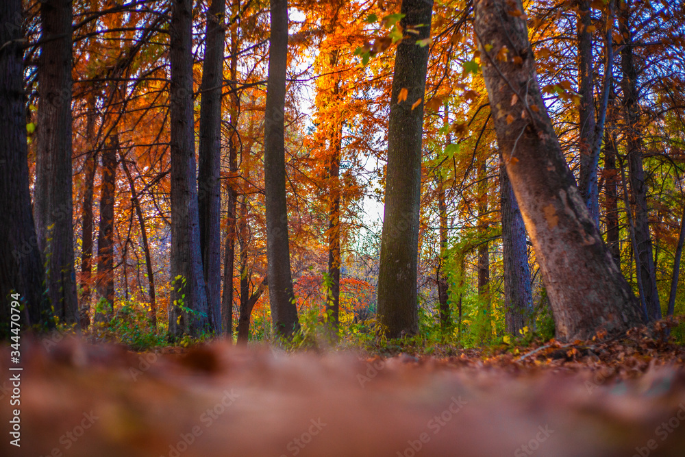 autumn forest in the morning autumn forest in the morning