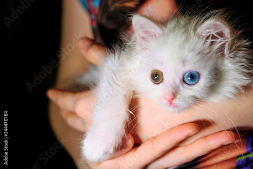 kitten with heterochromia on the hand s close-up low light color