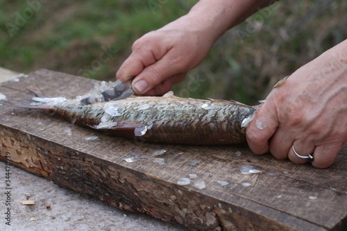 clean fresh perch with a knife after fishing with your hands, close-up of fish outdoors on the wooden cutting board.