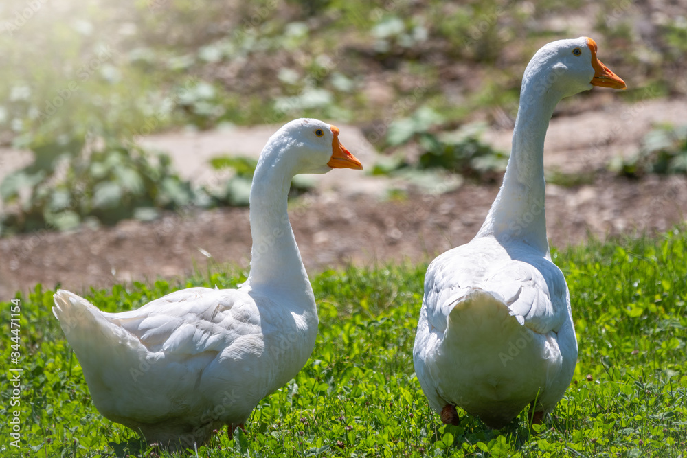 Two white big geese peacefully walking together in green grassy lawn on bright sunny day. Domestic goose, greylag goose or white goose, Anser cygnoides domesticus.