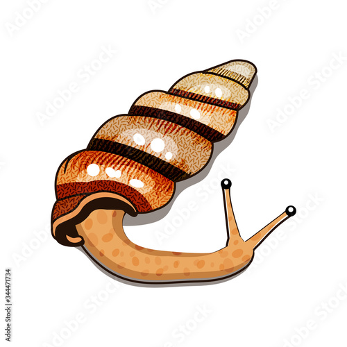 Exotic snail pseudoachatina leaiana. beautiful crawling clam, fauna of Cameroon. A long shiny snail shell with many whorls. Cone-shaped spiral skeleton of creamy and yellow-brown color. Horns.

