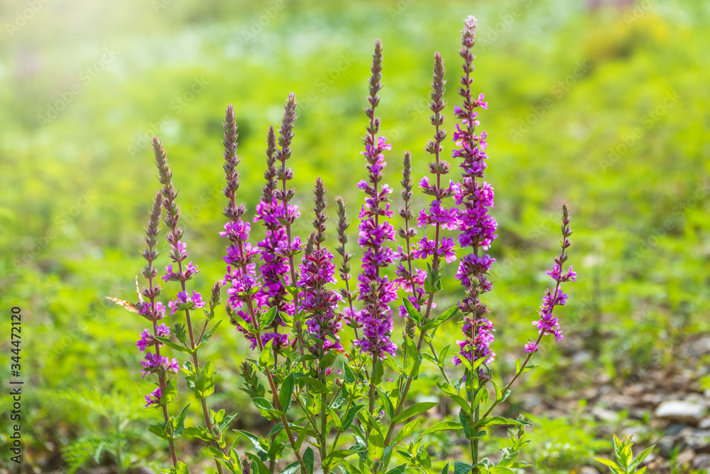Obraz premium Summer Flowering Purple Loosestrife, Lythrum tomentosum on a green blured background.