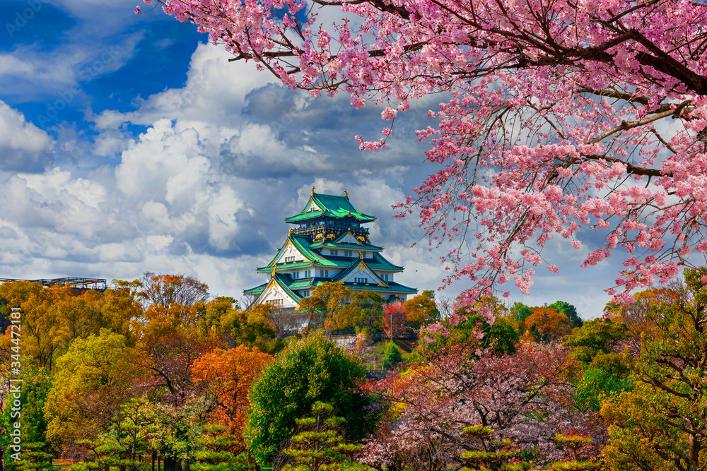 Fototapeta Osaka Castle and full cherry blossom, Japan