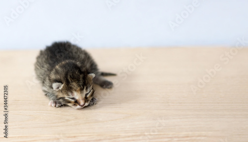Mały kot kociak zwierzę leży na desce biurko