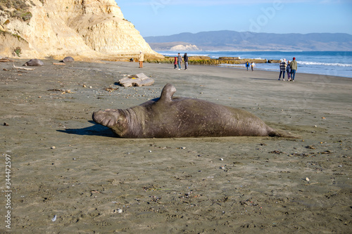 Sea elephant resting on the shore near the ocean, California 