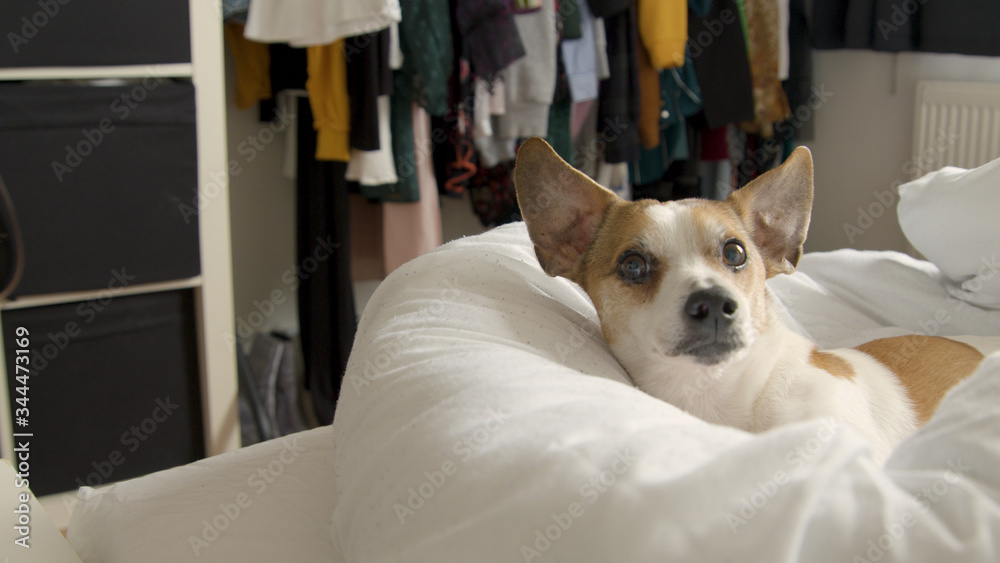 Cute Jack Russel looking at the camera while laying on a bed Cute Jack Russel looking at the camera while laying on a bed