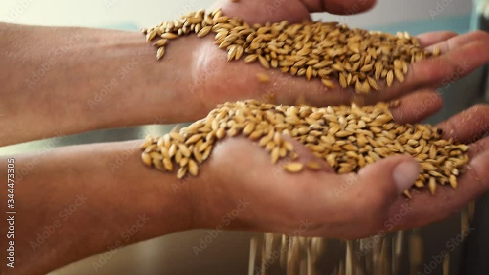 toasted barley malt to make dark and light beer. concept of nature and