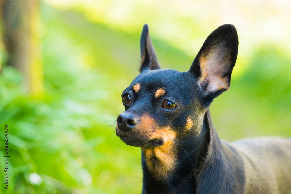 Dog of toy terrier breed posing in nature Dog of toy terrier breed posing in nature