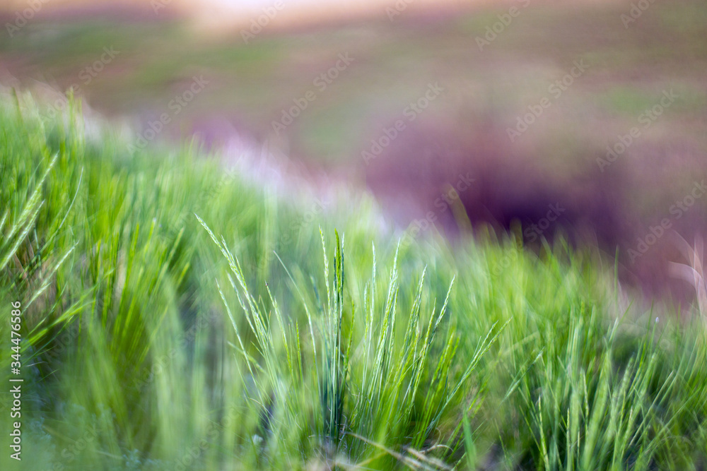 Green spring grass Green spring grass
