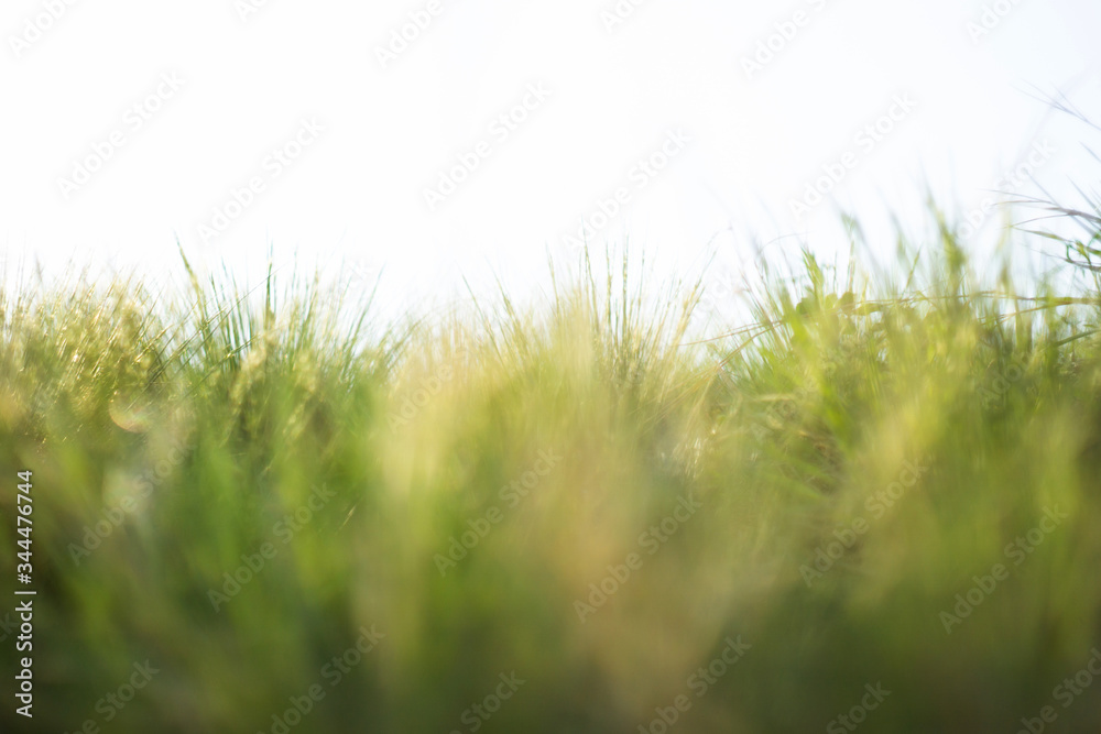 Green spring grass Green spring grass