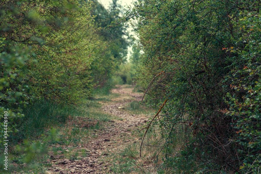 road through a dense forest. large bushes near the road road through a dense forest. large bushes near the road