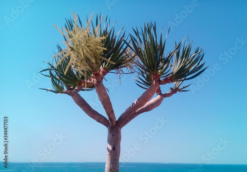 Mediterranean pink tree on the sea