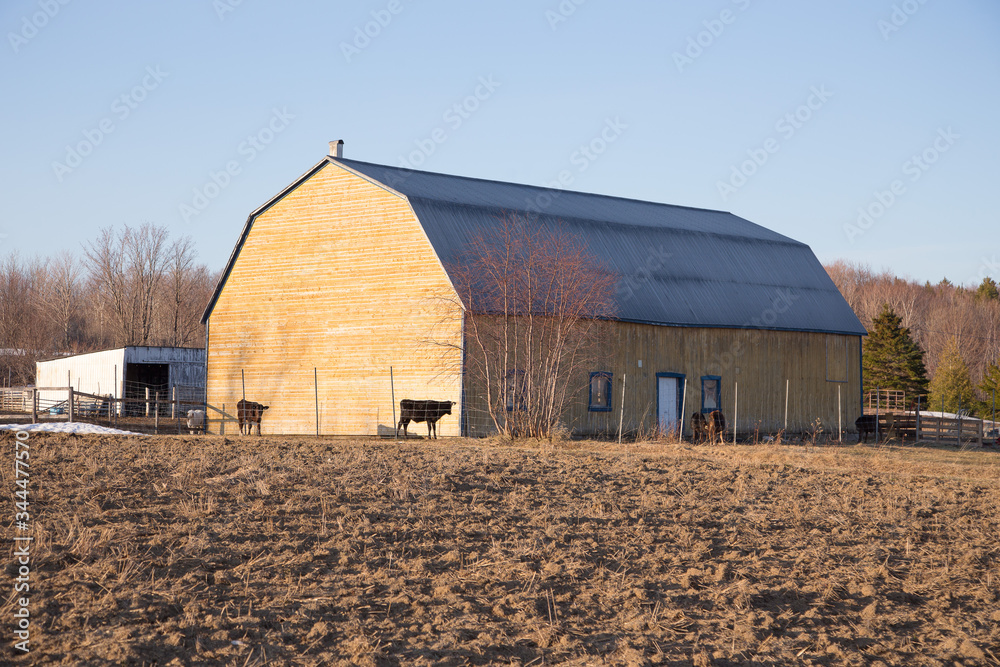Brown cows and horse roaming around a large wooden barn during a spring golden hour morning in Saint-Pierre, Island of Orleans, Quebec, Canada