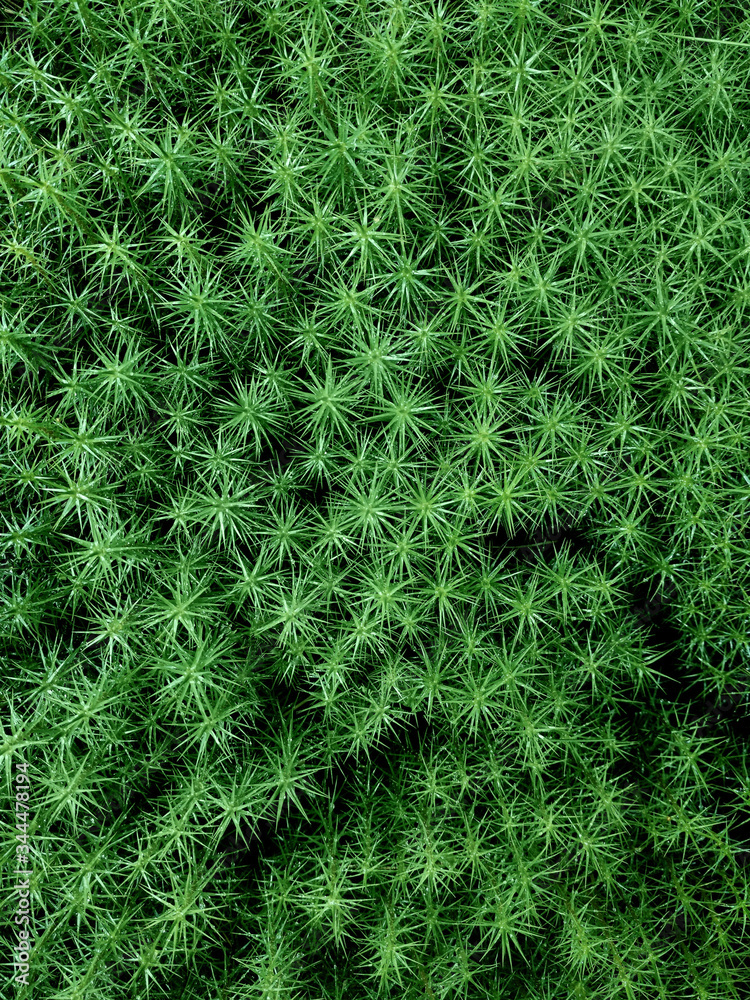 Background carpet of wet star moss in the forest Background carpet of wet star moss in the forest