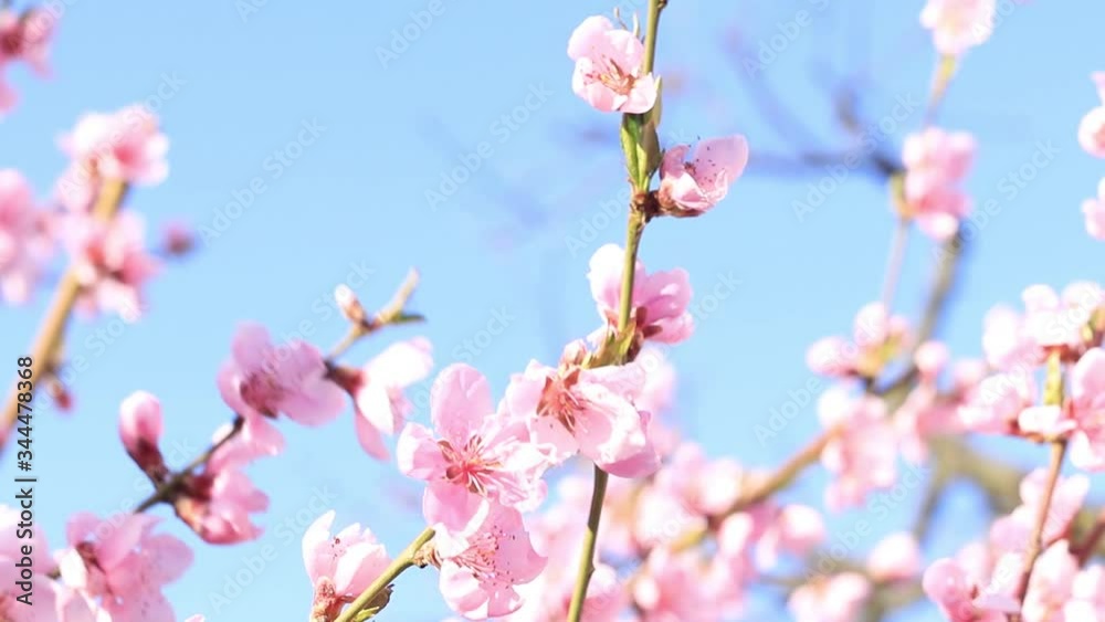 Cherry blossom, sakura flower, blossoming cherry tree on blue sky background, beautiful spring flowers